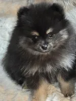 Akc champion pedigree molly, a female Pomeranian for sale in Fort Wayne, IN – 1 of 1