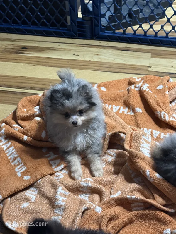 Akc Wilma  – Pomeranian puppy for sale in Fort Wayne, IN