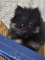 Akc champion pedigree bear, a male Pomeranian for sale in Kendallville, IN – 5 of 5
