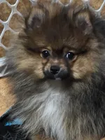 Akc champion pedigree willow, a female Pomeranian for sale in Kendallville, IN – 2 of 6
