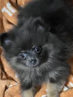Aca champion pedigree sammy, a female Pomeranian for sale in Kendallville, IN – 4 of 4