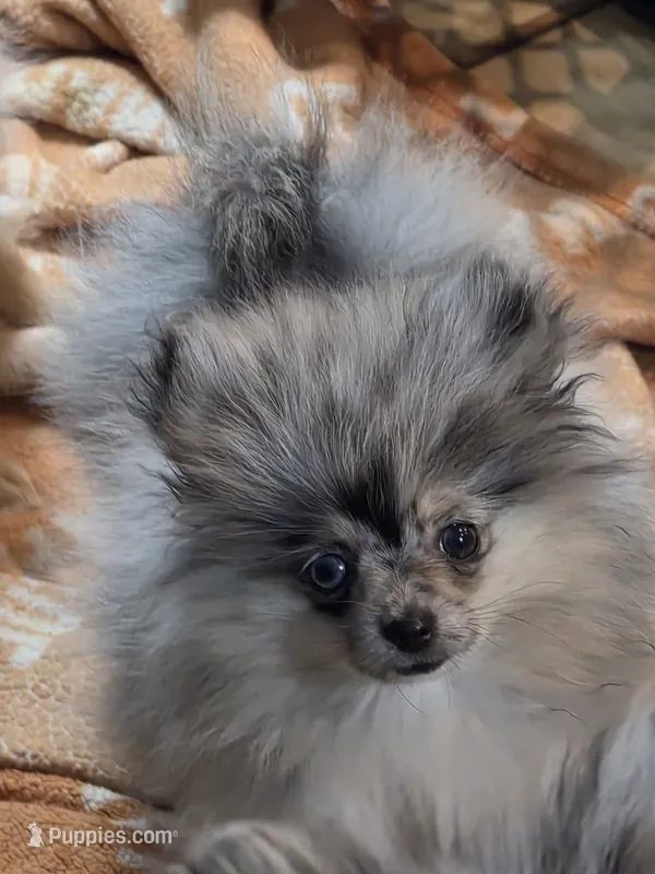 Akc champion pedigree tiny dolly – Pomeranian puppy for sale in Kendallville, IN
