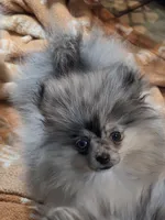 Akc champion pedigree tiny dolly, a female Pomeranian for sale in Kendallville, IN – 1 of 4