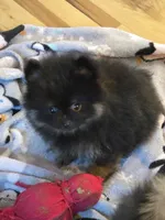 Ak. Champion pedigree , a male Pomeranian for sale in Kendallville, IN – 5 of 5