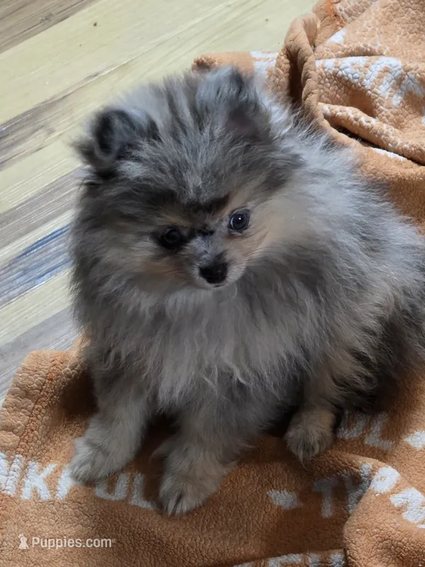 Akc grand champion pedigree Jenny  – Pomeranian puppy for sale in Kendallville, IN