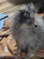 Akc champion pedigree tiny dolly, a female Pomeranian for sale in Kendallville, IN – 4 of 6