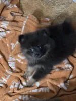Aca beautiful blue and tan tiny sammy, a female Pomeranian for sale in Kendallville, IN – 4 of 4