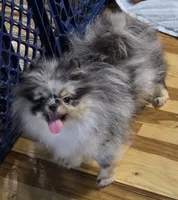 Akc grand champion pedigree molly , a female Pomeranian for sale in Fort Wayne, IN – 7 of 10