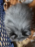Aca tiny blue eyed merle girl, a female Pomeranian for sale in Kendallville, IN – 5 of 6