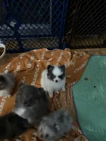 Kris , a female Pomeranian for sale in Fort Wayne, IN – 2 of 3