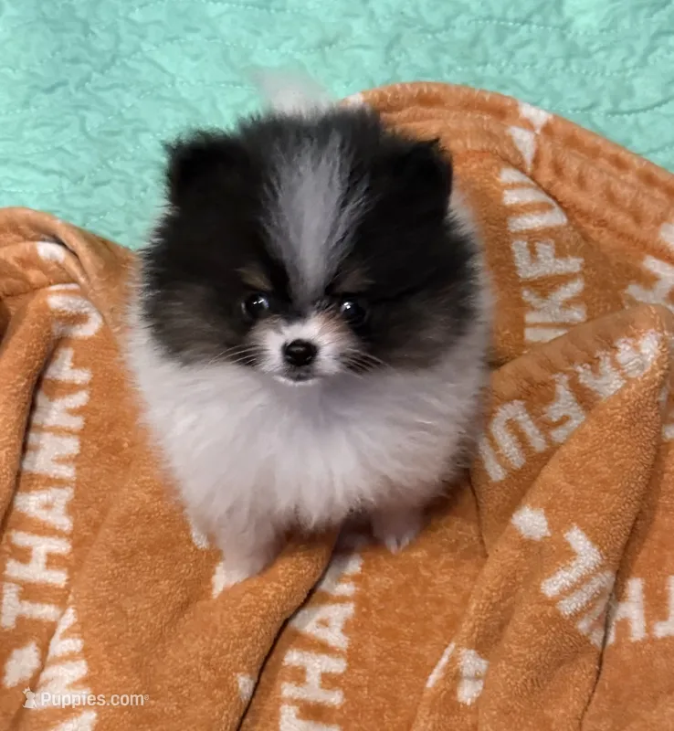 Akc pebbles  – Pomeranian puppy for sale in Fort Wayne, IN