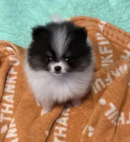 Akc pebbles , a female Pomeranian for sale in Fort Wayne, IN – 1 of 5