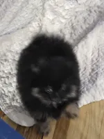 Akc champion pedigree bear, a male Pomeranian for sale in Kendallville, IN – 3 of 5