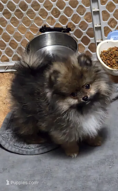 Akc champion pedigree buffy  – Pomeranian puppy for sale in Kendallville, IN