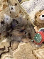 Denny, a male Pomeranian for sale in Fort Wayne, IN – 3 of 3