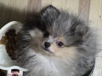 Akc champion pedigree tanner, a male Pomeranian for sale in Kendallville, IN – 2 of 4