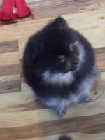 Akc champion pedigree molly , a female Pomeranian for sale in Fort Wayne, IN – 4 of 4