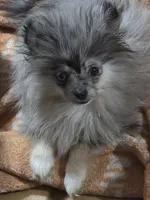 Akc tiny little merle girl dolly , a female Pomeranian for sale in Kendallville, IN – 4 of 6