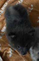Blue , a male Pomeranian for sale in Fort Wayne, IN – 3 of 3
