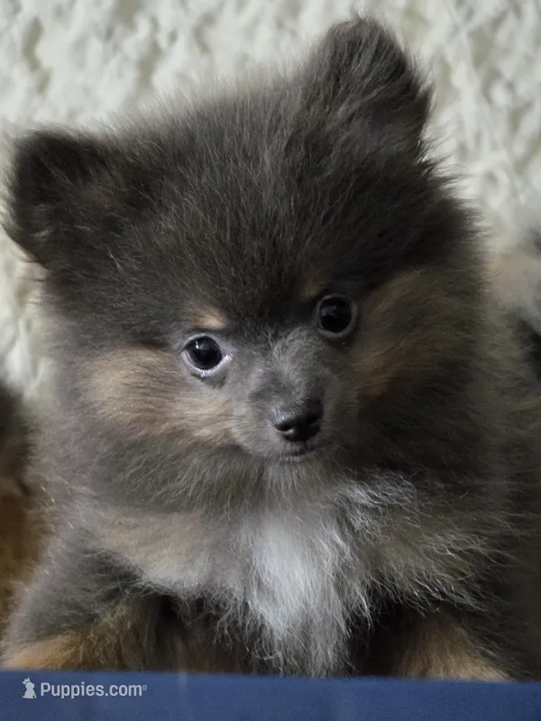 Aca beautiful blue and tan boy duffy – Pomeranian puppy for sale in Kendallville, IN