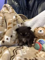 Suzy, a female Pomeranian for sale in Fort Wayne, IN – 2 of 3
