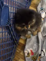 Akc champion pedigree bow, a male Pomeranian for sale in Kendallville, IN – 3 of 5