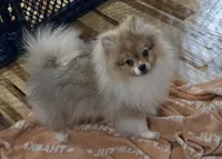 Ckc champion pedigree toby, a male Pomeranian for sale in Fort Wayne, IN – 2 of 6