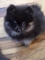 Akc grand champion pedigree blacky , a male Pomeranian for sale in Kendallville, IN – 4 of 4