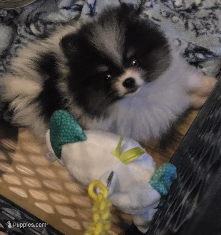 Aca champion pedigree pebbles – Pomeranian puppy for sale in Kendallville, IN