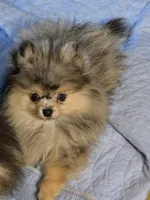 Akc champion pedigree jax, a male Pomeranian for sale in Kendallville, IN – 2 of 5
