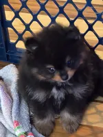 Blackie , a male Pomeranian for sale in Fort Wayne, IN – 4 of 4
