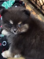 Akc Susie, a female Pomeranian for sale in Fort Wayne, IN – 2 of 2