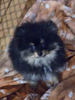 Akc champion pedigree bo, a male Pomeranian for sale in Kendallville, IN – 2 of 5