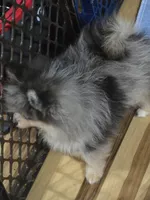 Akc champion pedigree tanner, a male Pomeranian for sale in Kendallville, IN – 3 of 4