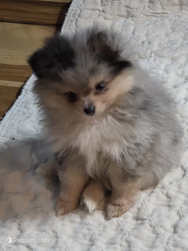 Akc champion pedigree max – Pomeranian puppy for sale in Fort Wayne, IN