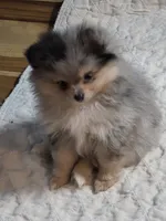 Akc champion pedigree max, a male Pomeranian for sale in Fort Wayne, IN – 1 of 4