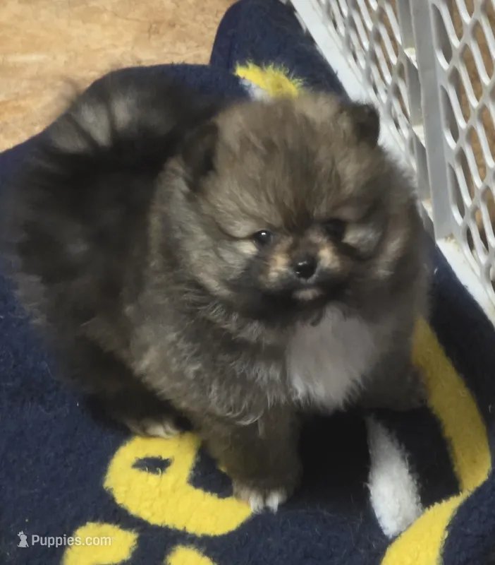 Akc champion pedigree holly – Pomeranian puppy for sale in Fort Wayne, IN