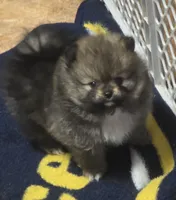 Akc champion pedigree holly, a female Pomeranian for sale in Fort Wayne, IN – 1 of 4