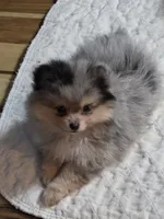 Akc champion pedigree max, a male Pomeranian for sale in Fort Wayne, IN – 2 of 4
