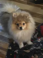 Ckc champion pedigree teddy, a male Pomeranian for sale in Fort Wayne, IN – 2 of 5