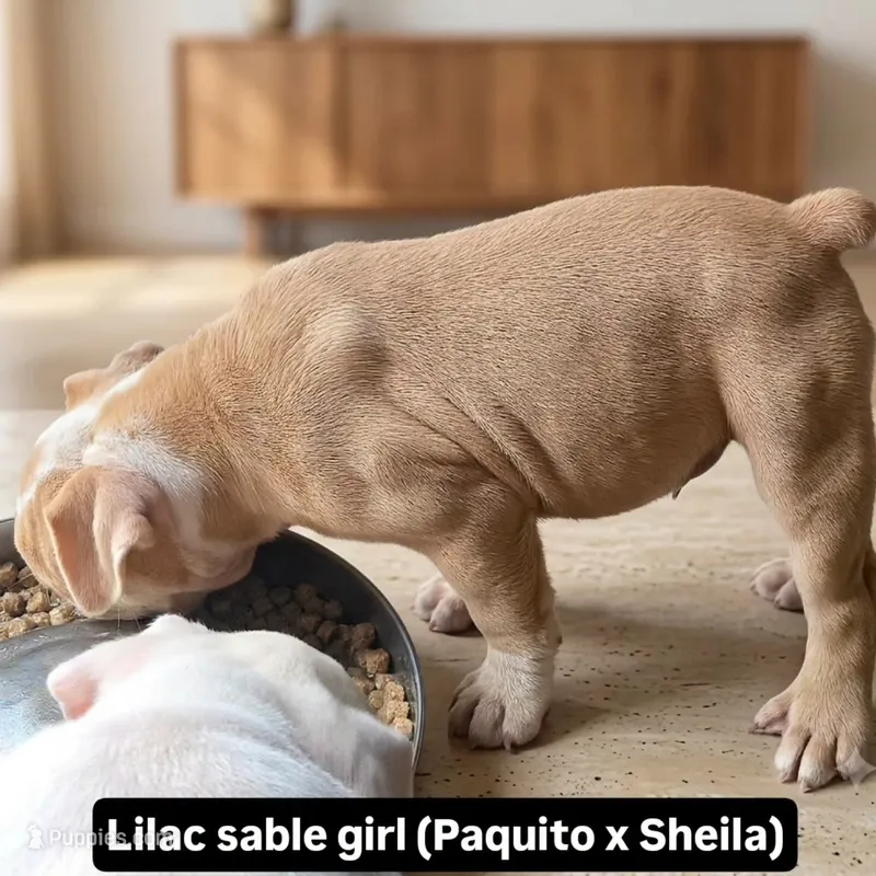 Skyye – Olde English Bulldogge puppy for sale in Frederick, OK