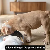 Skyye, a female Olde English Bulldogge for sale in Frederick, OK – 1 of 9