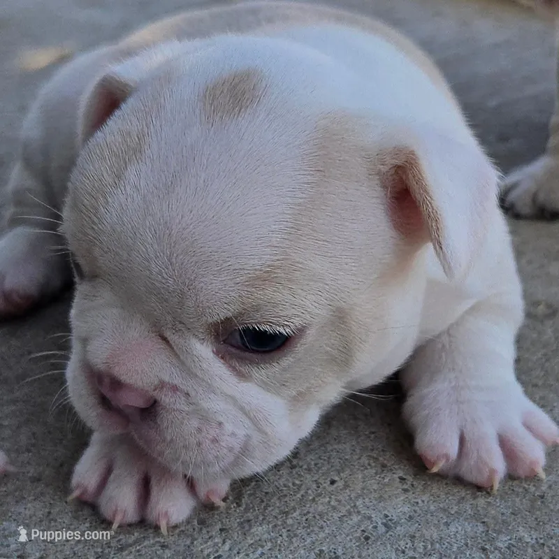 Diesel – French Bulldog, Olde English Bulldogge puppy for sale in Frederick, OK