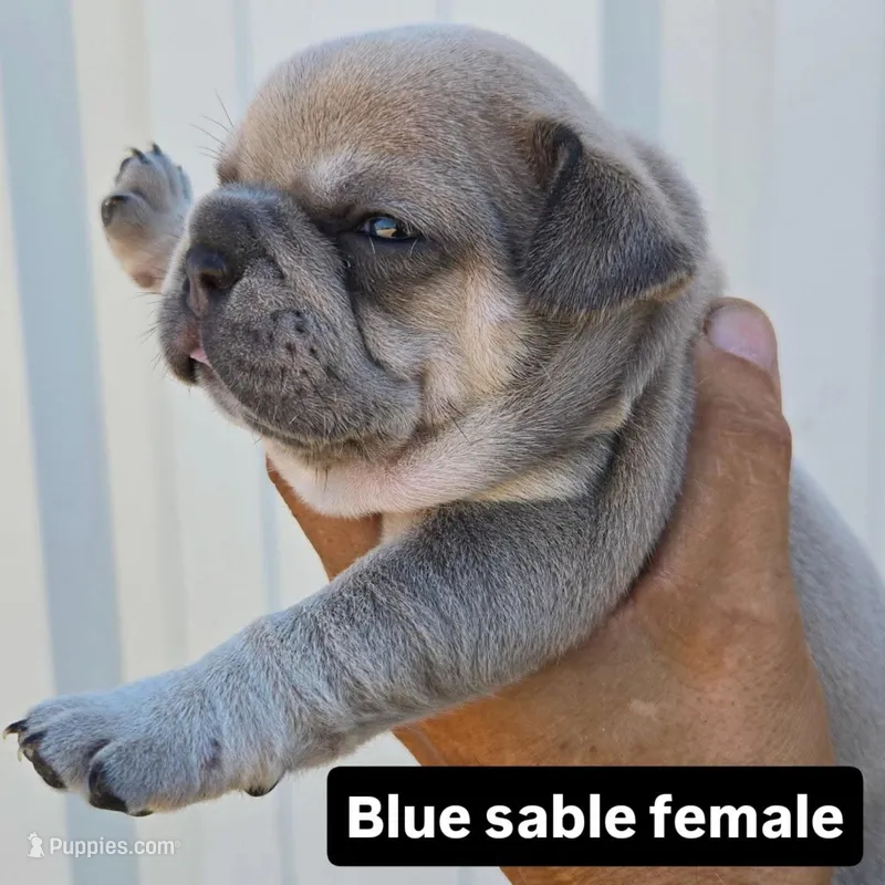 Roxy – French Bulldog, Olde English Bulldogge puppy for sale in Frederick, OK