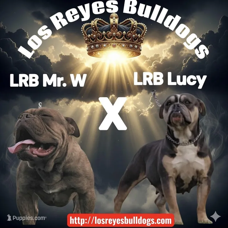 Mousse – Olde English Bulldogge puppy for sale in Dallas, TX