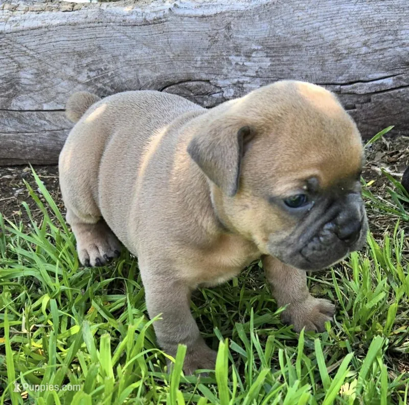 Mousse – Olde English Bulldogge puppy for sale in Frederick, OK