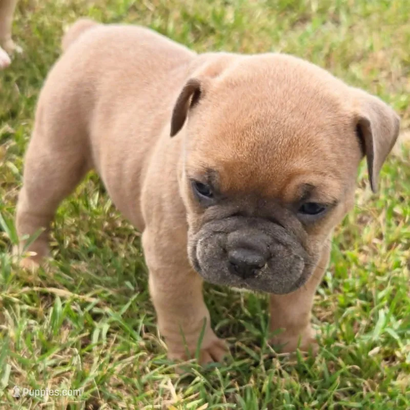 Mousse – Olde English Bulldogge puppy for sale in Frederick, OK