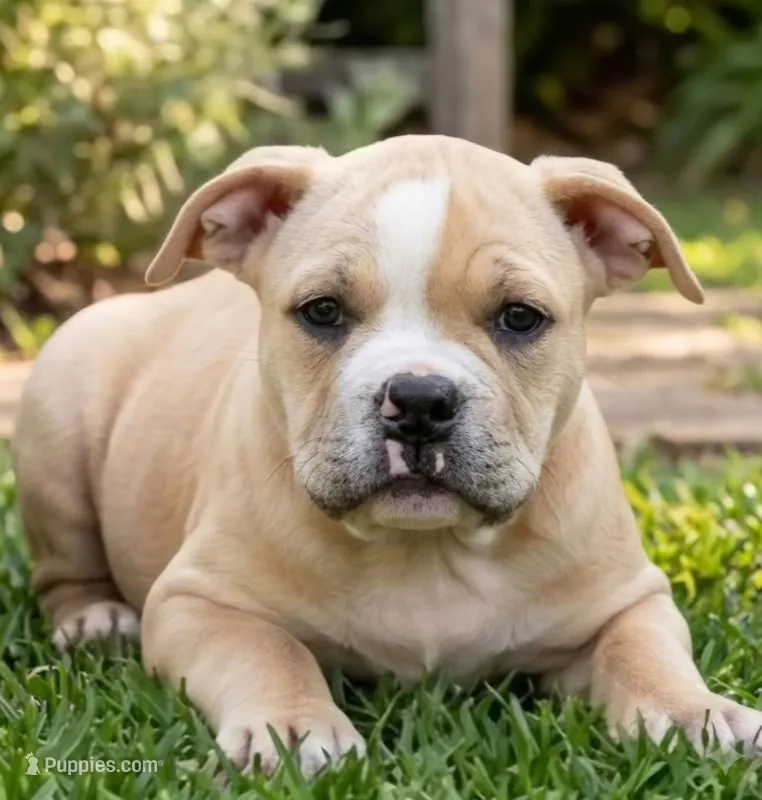 Truffle – Olde English Bulldogge puppy for sale in Frederick, OK