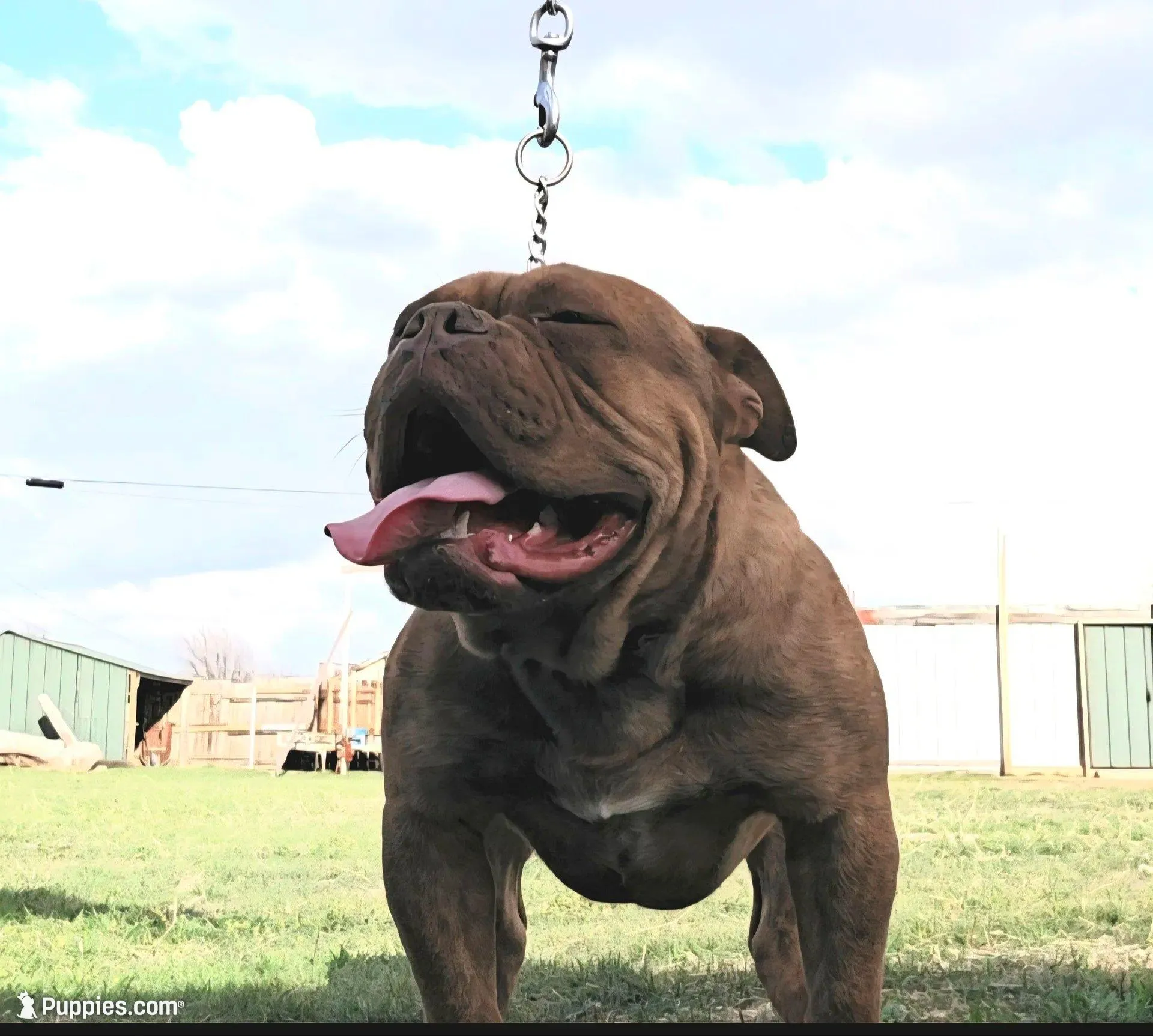 Mousse, a female Olde English Bulldogge for sale in Frederick, OK – Photo 2 of 3