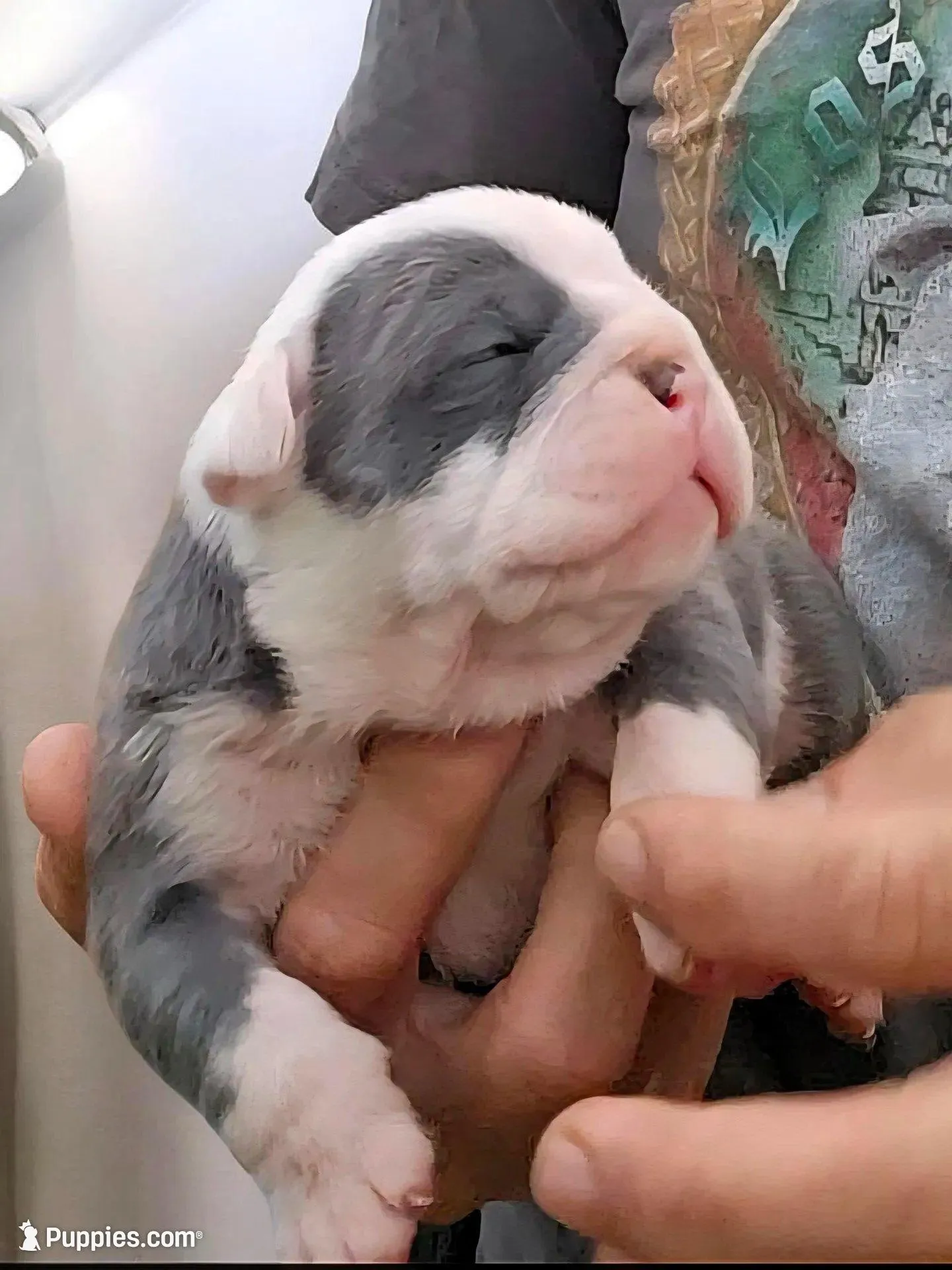 Azul, a male Olde English Bulldogge for sale in Frederick, OK – Photo 1 of 3